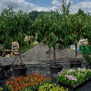 Čerešňa (Prunus avium) ´STARKING HARDY GIANT´ - výška 190-230cm, obvod kmeňa 20/25cm, kont. C60L